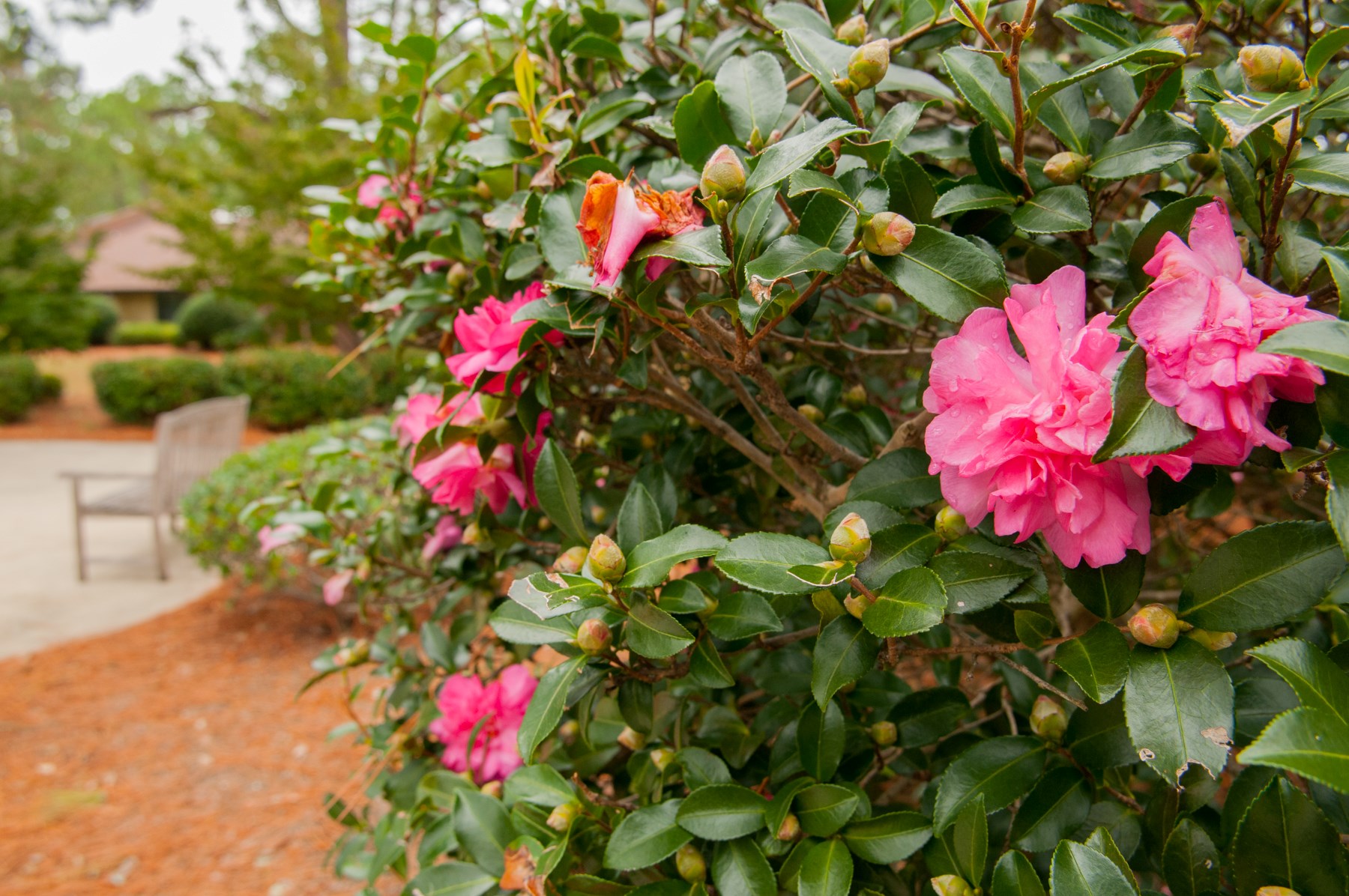 Explore Southern Pines azaleas
